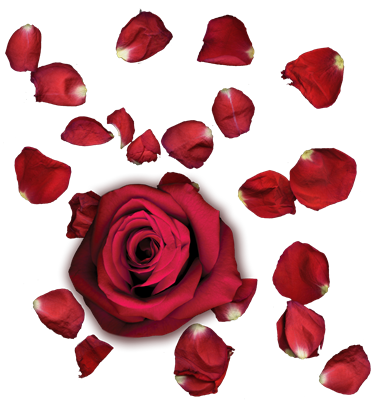 Red Rose