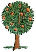 Orange Tree