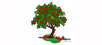 Apple Tree