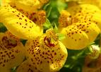 Flower Gifts 