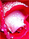 Send Flowers