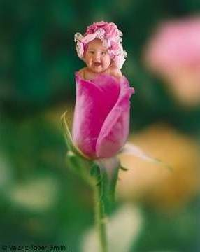 baby in rose