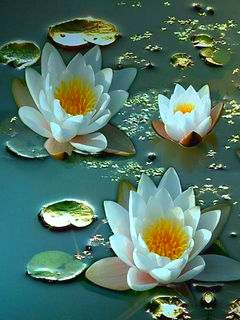 lotus