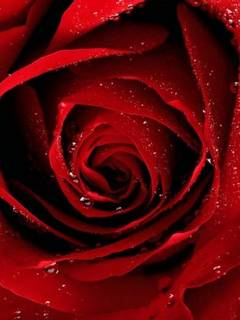rose