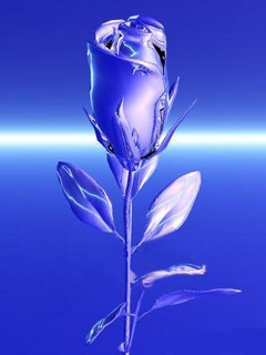 beautiful rose