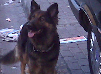 ??Hangi Köpek Cinsisin??