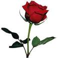 Rosa!