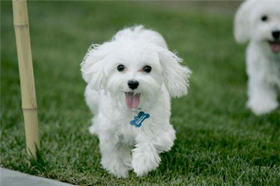 Puppy