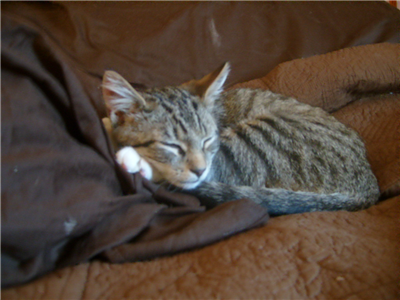 pretty kitty 