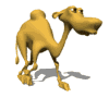 Camel