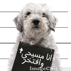 امادو 2/1