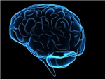 Regala Un Cerebro