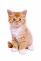 Send A Pet!