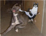 Send Your Friends A Kick