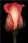 This Flower For You