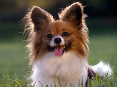 dog 