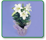 Jhendhol App Gift Flower
