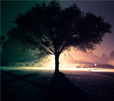 Tree in Mist