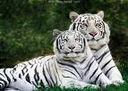 Send A Animal To Your Friends And Thay Will Be Lov