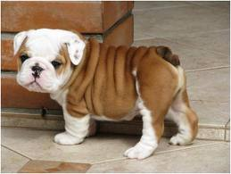 Puppy 