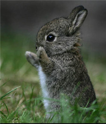 Bunny 