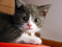 Que Animales Eres