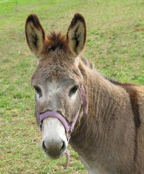 Mekelekh