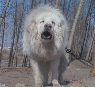 Dog
