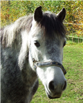 Horse And Pony Info Gift App