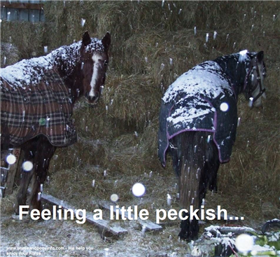 Feeling a Little Peckish