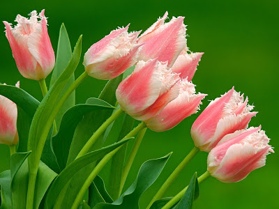 Pembe Laleler