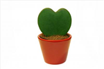 Green Gift