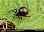 Sas (Send A Spider)