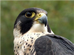 Animoiseaux