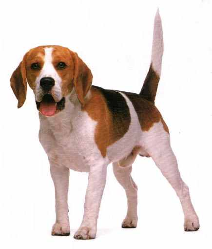 1 perro