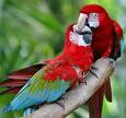 Parrots For You