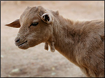 Eid-Ul-Adha Gifts
