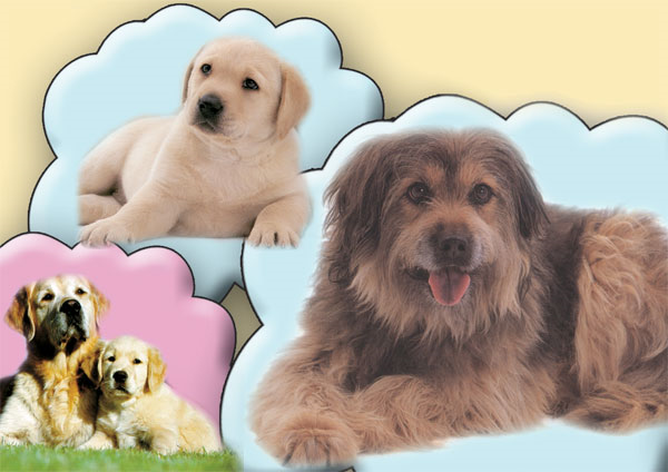 Size Uygun Olan Köpek Türü