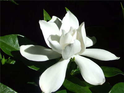 GARDENYA