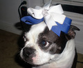 I Love Boston Terriers