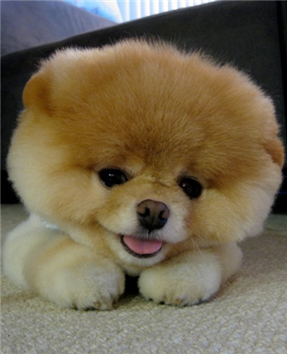 Sevimli boo