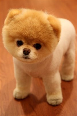 Sevimli boo