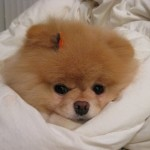 Sevimli boo