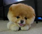 Sevimli boo