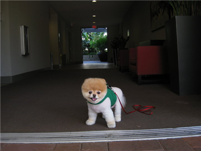 Sevimli boo