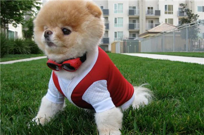 Sevimli boo