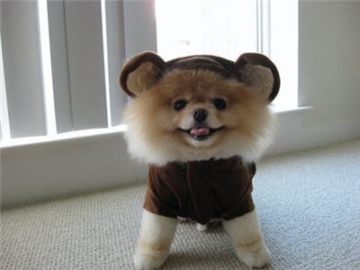 Sevimli boo