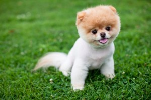Sevimli boo