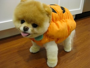 Sevimli boo