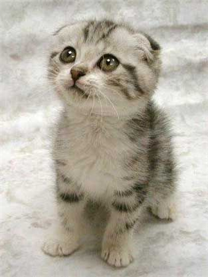 cute meow